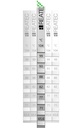 SPX - reaStripe 8 professional (Kopie)